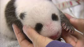 Meet this adorable newborn panda cub