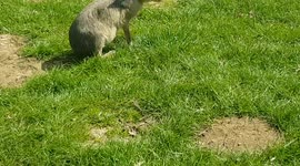 Rodents Chew grass and make a crunching sound as they eat food