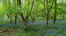 Spectacular bluebells display in an ancient woodland in Cambridgeshire
