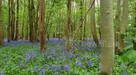 Spectacular bluebells display lasting only 2 weeks in a year