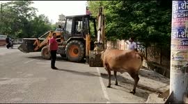 Rescuers use digger to haul cow from deep ditch in northern India