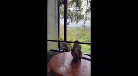 Monkeys during the monsoon season in Sri Lanka at our hotel balcony