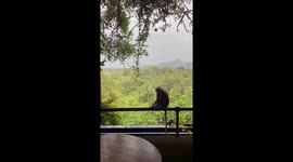 Monkeys during the monsoon season in Sri Lanka at our hotel balcony
