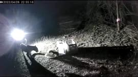 Wildlife officials reunite leopard cubs with their mother in western India