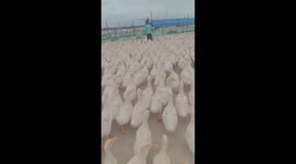 Thousands of ducks chasing the boy on the farm