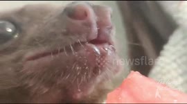 Listen carefully to this sweet little rescued bat eating a watermelon!