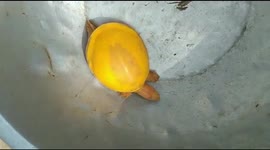 Rare turtle with yellow shell rescued by resident in eastern India