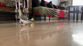 A Rescue Baby Parakeet Chasing Her Cockatiel Stepsisters