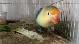 ASMR Eating Show of Lovebirds Eating Chinese Cabbage