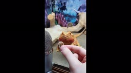 Bearded dragon ASMR