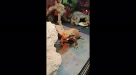 Bearded dragon gets out of bed for a snack