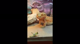 Bearded dragon concentrating