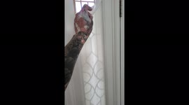 Workers slo-mo paint peel is super satisfying