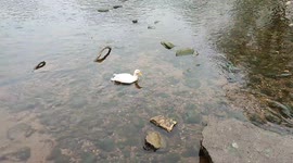A rare sight to see a White duck in the river Wharfe Wetherby