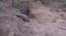 Walking with a Pangolin while it goes through its rehabilitation process.