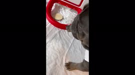 Frenchie and four month old plays basketball together, very cute