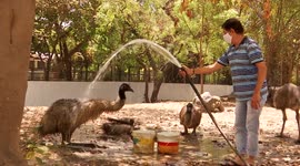 Zoo takes special measures to keep animals cool as temperatures soar above 40C in India