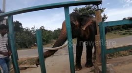 Firecrackers used in attempt to shoo away elephant from temple in Sri Lanka