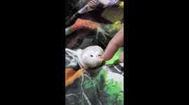 My Little baby Parrot playing with me