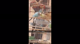 Talking parrots in morning time