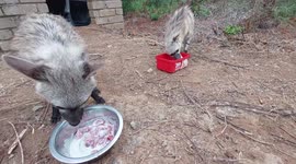 Aardwolf cubs chomp down on breakfast during their rehabilitation in South Africa