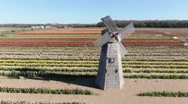 Hamptons Drone Video of the Tulip Festival Fields- taken at Waterdrinker Family Farm