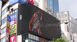 Paw-some: Hyper-realistic 3D tiger on advert in Tokyo