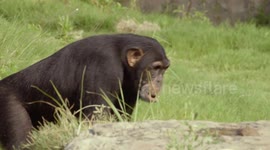 Young rescued chimpanzee at Little Rock Zoo gets life-saving medical operation from human doctor