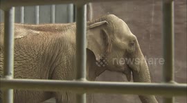 Elephantine task! How moving a jumbo is one of the world's toughest jobs