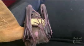 Adorable baby bats eating an apple and the sounds are absolutely addictive!