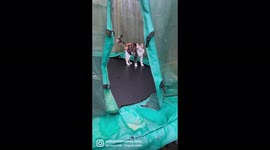 Angry cat falls, bounces back up and looks embarassed