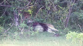 Leopard preys on deer in Sri Lanka