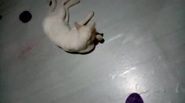 Harley the Dog ming ming the cat playing with each other funny dog and cat