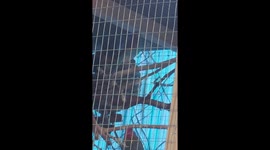 Blue Waxbills flirting