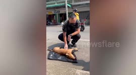 Hero policeman performs CPR on injured stray dog following suspected hit and run