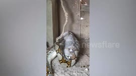 Shocked farmer finds huge python swallowing his goose