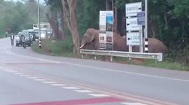 Wild elephants hold up traffic to cross road in Thailand