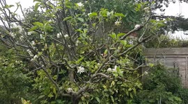 Apple Tree Blossoming In An English Garden