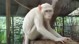 Rare albino monkey amazes zoo-goers in Malaysian capital