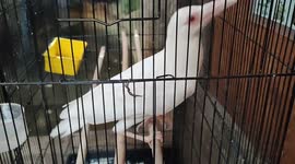 Rare albino crow amazes zoo-goers in Malaysian capital