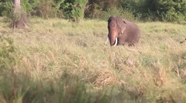 Elephants roams forest in search of love in Sri Lanka