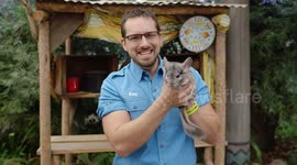 Chinchilla is so fluffy and cute that you'll relook at fur coats