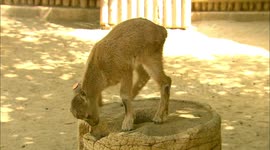 Jump, jump, jump around! These goats are having a blast