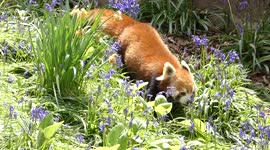 Watch as a Red Panda takes a walk through the bluebells in the Wildlife Gardens