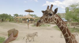 Inside the difficult job of giving medication to giraffes, elephants, and sloths