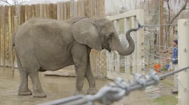 Why cancer is so rare for Elephants