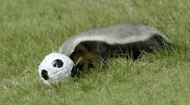 Honey badger loves a great ball game!