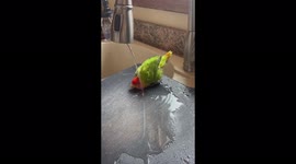 Adorable lovebird parrot enjoys a shower in the kitchen sink