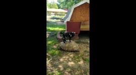 Baby goat riding a tortoise