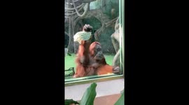 Orangutan seen wiping enclosure's glass with cloth at zoo in Moscow